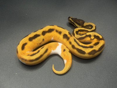 animal image
