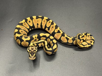 animal image