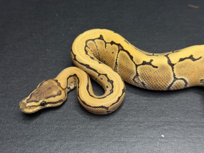 animal image