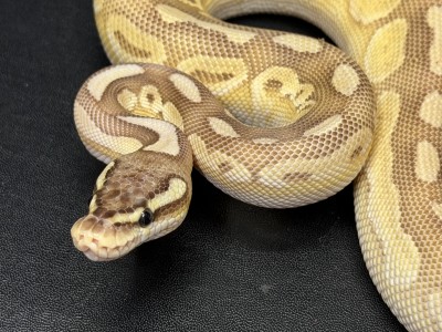 animal image
