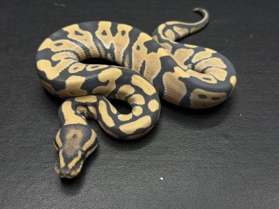 animal image