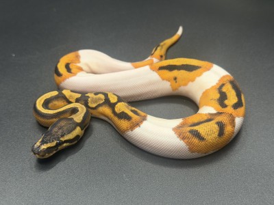 animal image