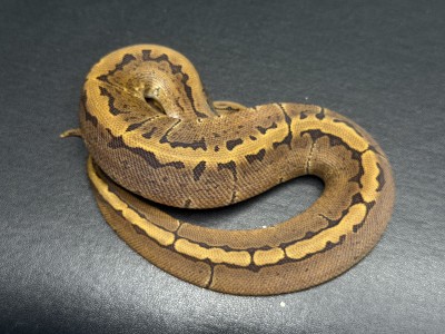 animal image