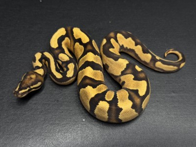 animal image
