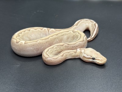 animal image