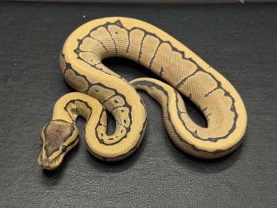 animal image
