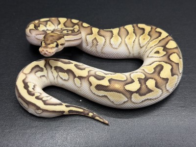 animal image