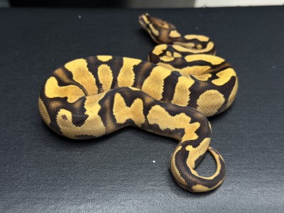 animal image