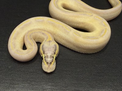 animal image