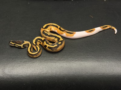animal image