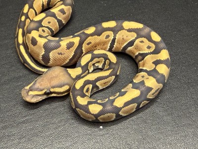 animal image