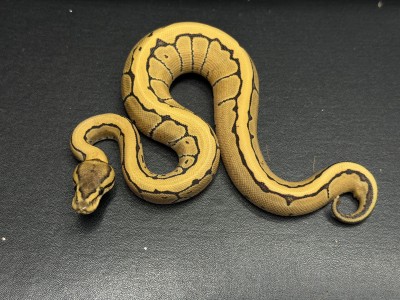 animal image
