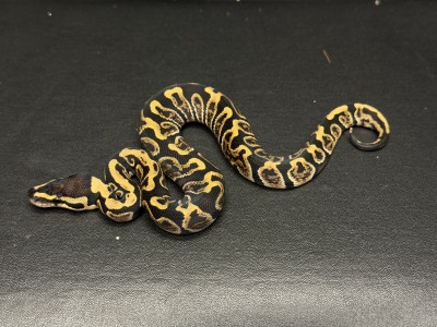 animal image
