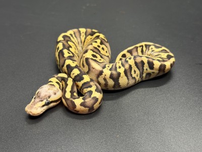 animal image