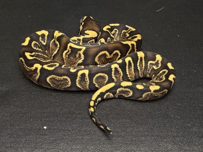 animal image
