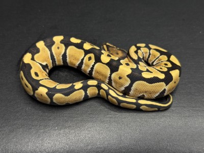 animal image