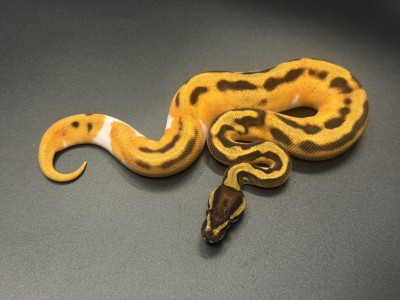 animal image