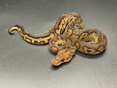 animal image