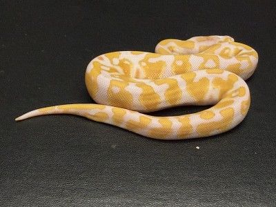animal image