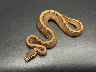 animal image