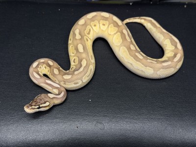 animal image