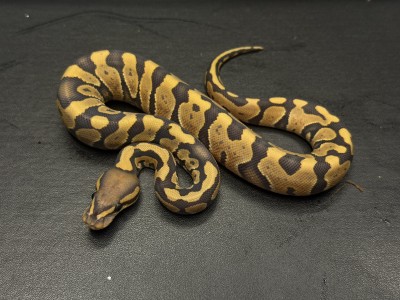 animal image