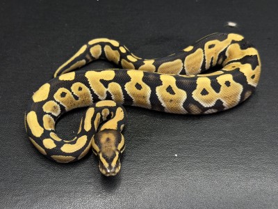 animal image