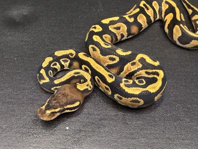 animal image