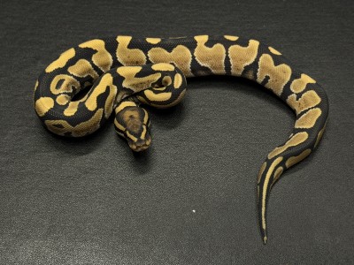 animal image