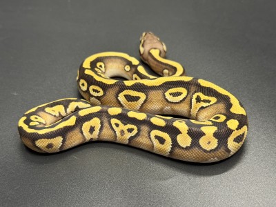 animal image