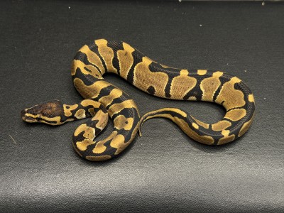 animal image