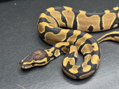 animal image