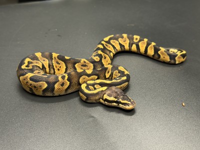 animal image