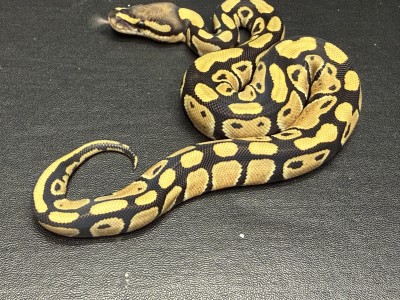 animal image