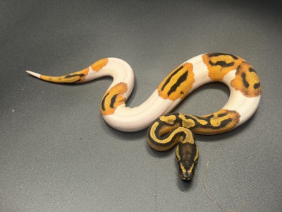 animal image