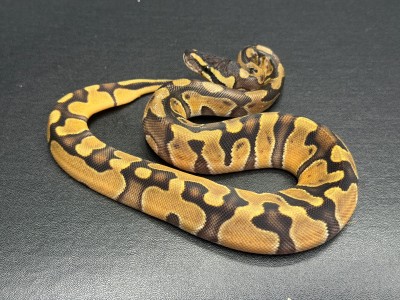 animal image