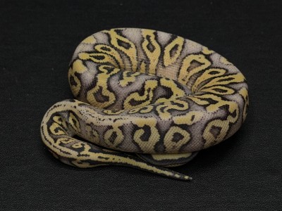 animal image