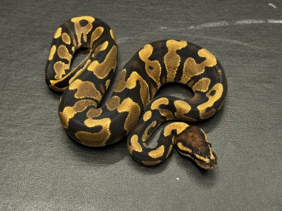 animal image