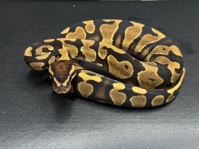 animal image