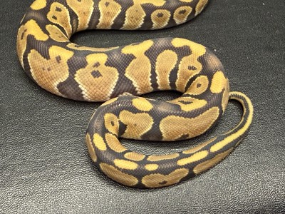 animal image