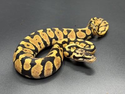 animal image
