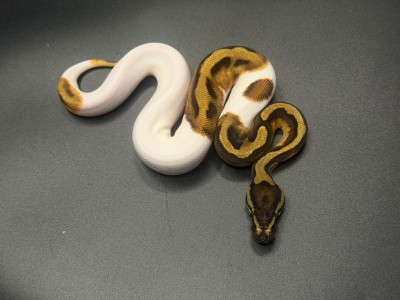 animal image