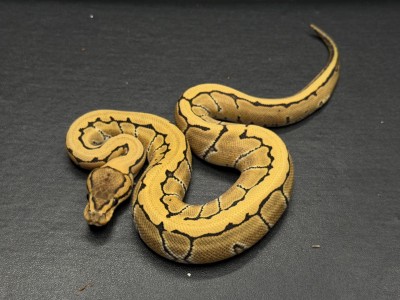 animal image
