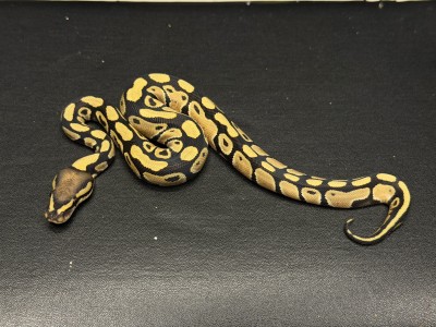 animal image