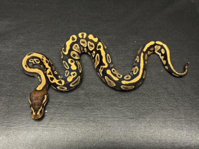 animal image
