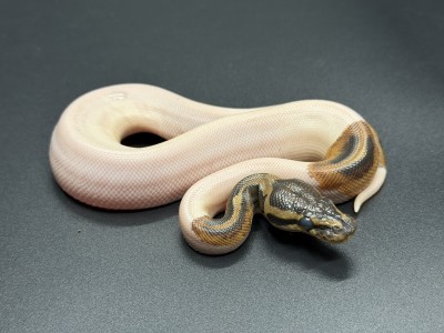animal image