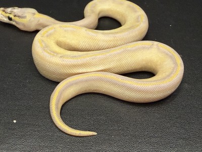 animal image