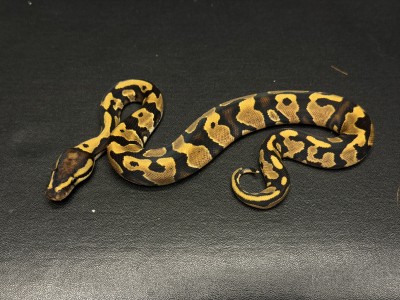 animal image