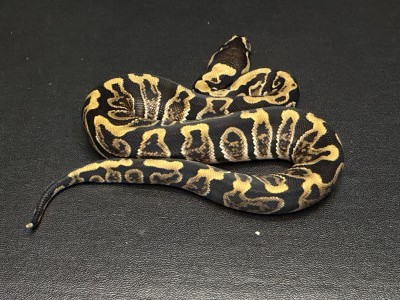 animal image