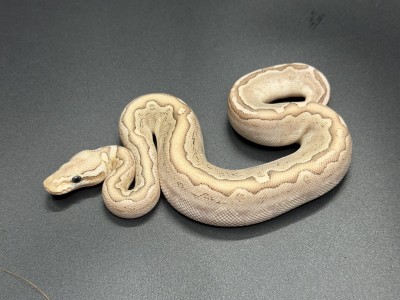 animal image